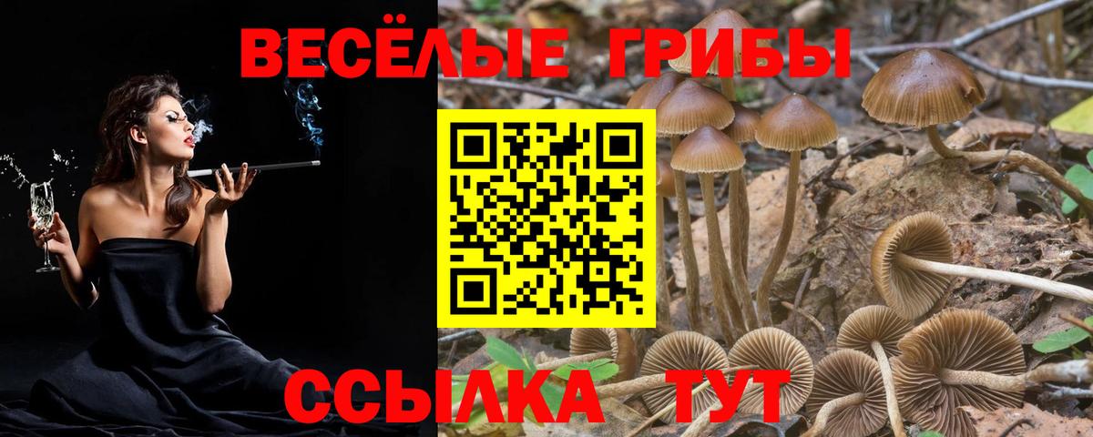 Псилоцибиновые грибы Cubensis  Вход с VPN  Котовск 